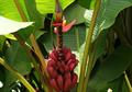 Musa velutina